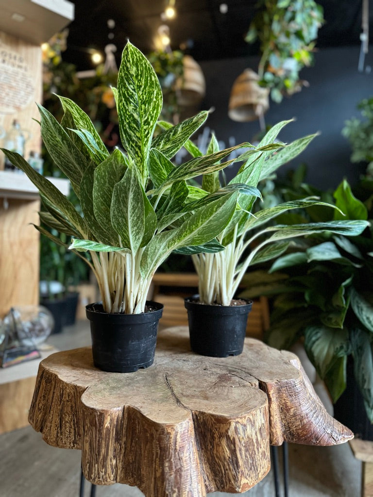 Aglaonema Golden Madonna 6”