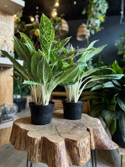 Aglaonema Golden Madonna 6”