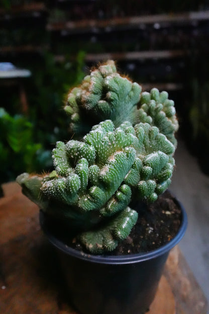 Cactus Coral Green 6”
