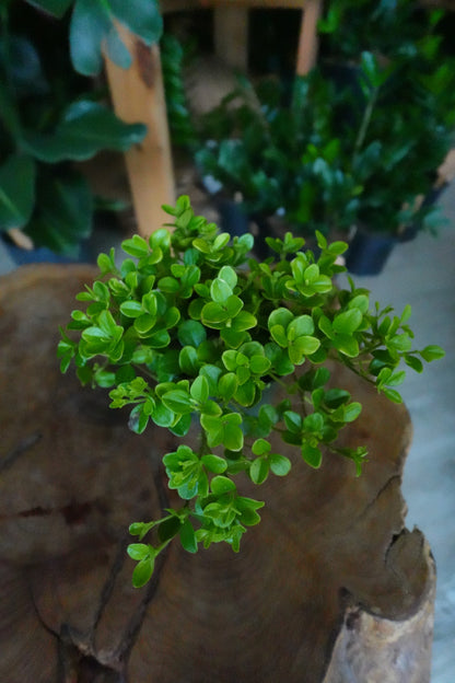 Peperomia Rotundifolia 4"