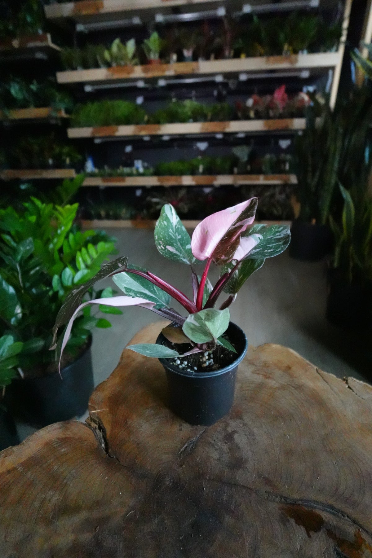 Pink Princess Philodendron 4"