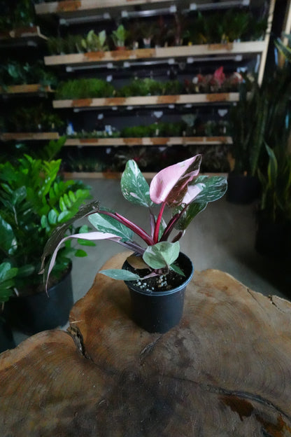 Pink Princess Philodendron 4"