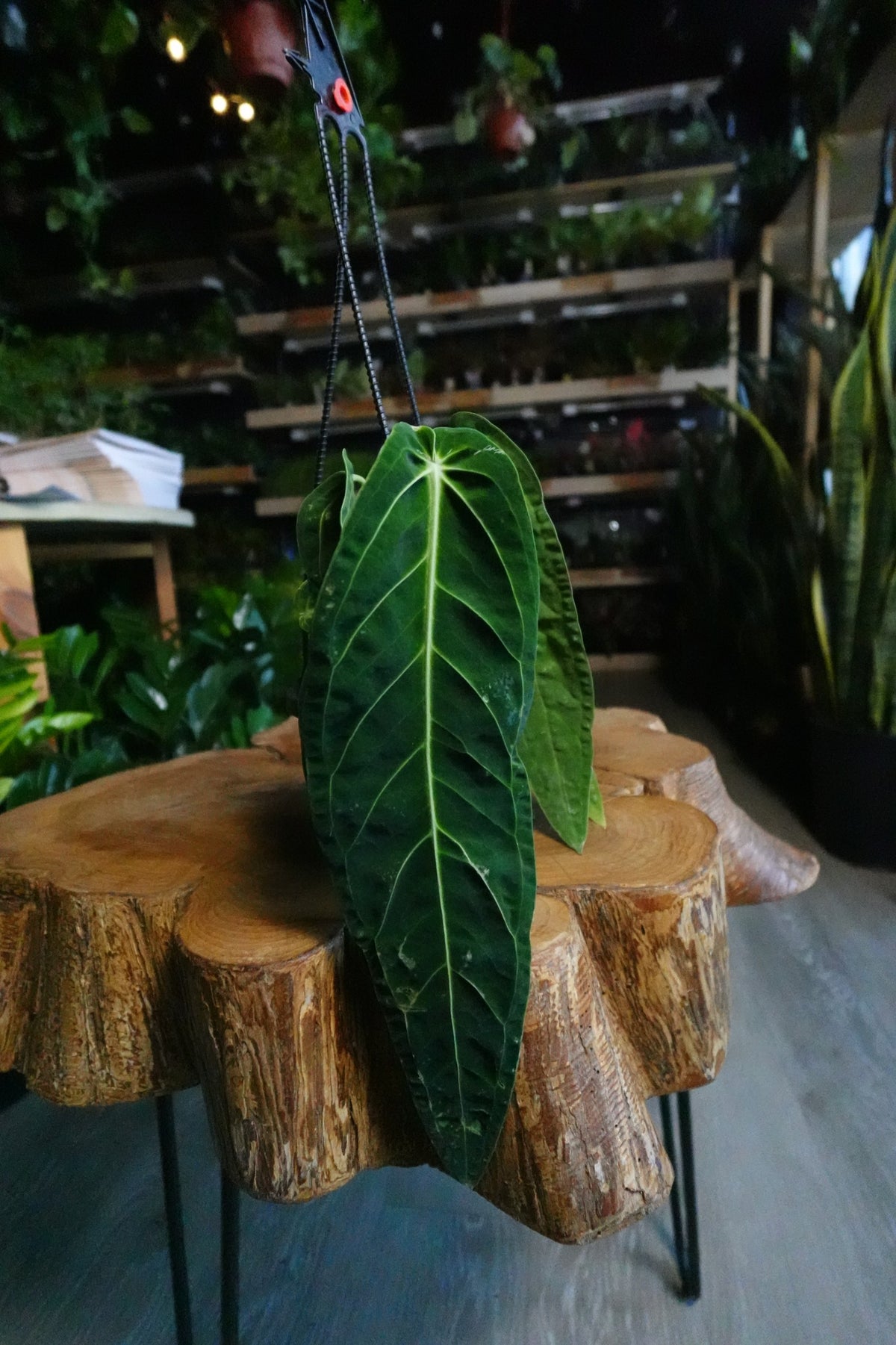 Anthurium Warocqueanum 4" HB