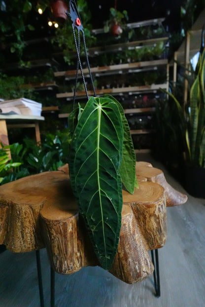 Anthurium Warocqueanum 4" HB