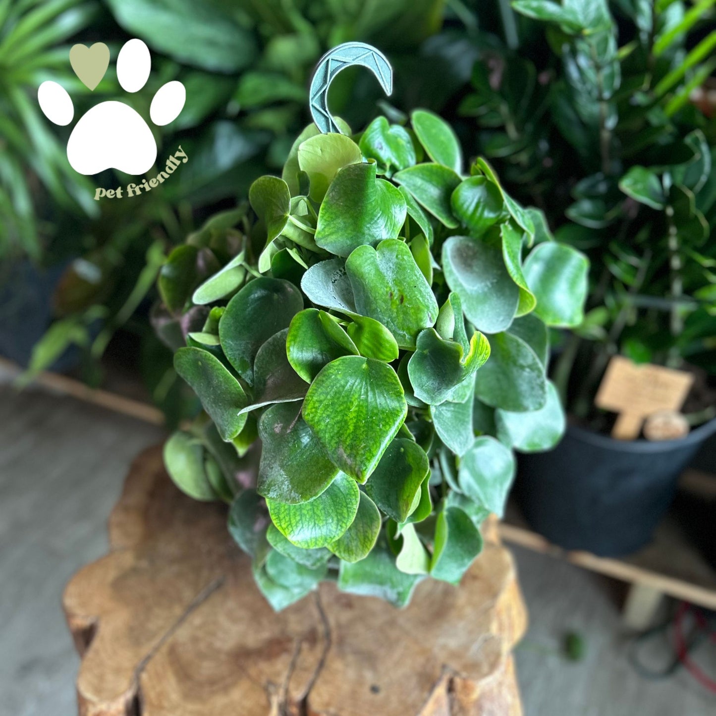 Peperomia Raindrop 8" HB