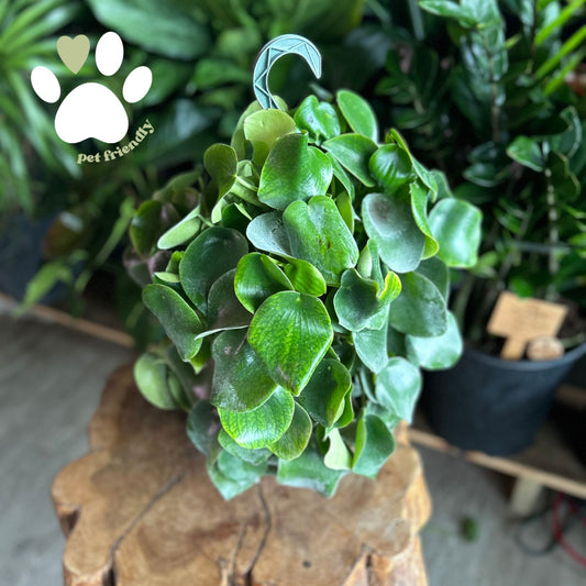 Peperomia Raindrop 8" HB