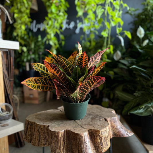 Croton Petra 6”