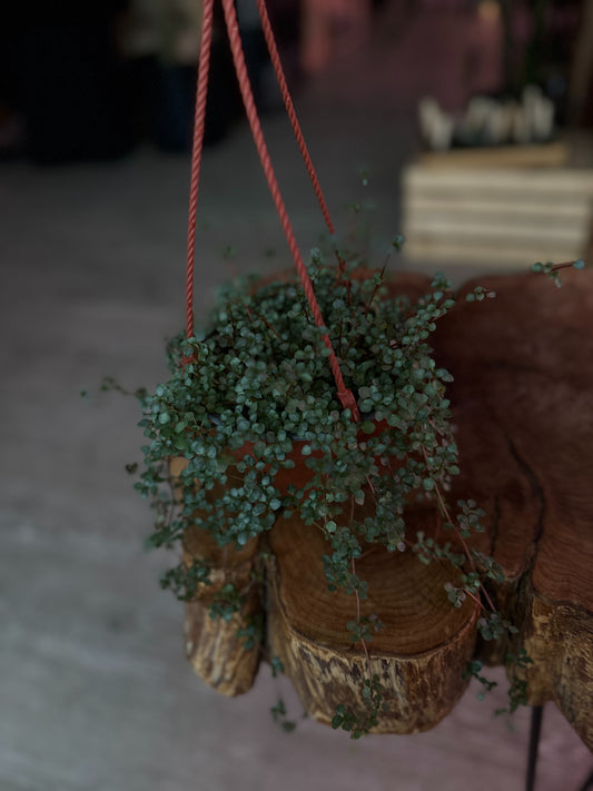 Pilea Baby Tears 8" HB