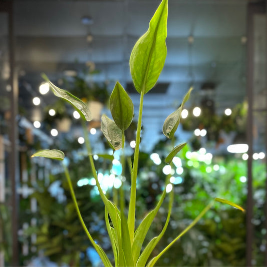 Alocasia Tiny Dancer 4”