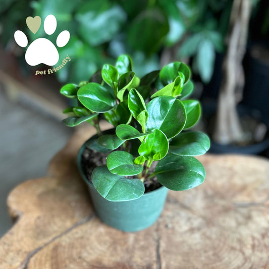 Peperomia Green Obtusifolia 6"