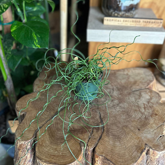 Juncus Spiralis Twister 4"