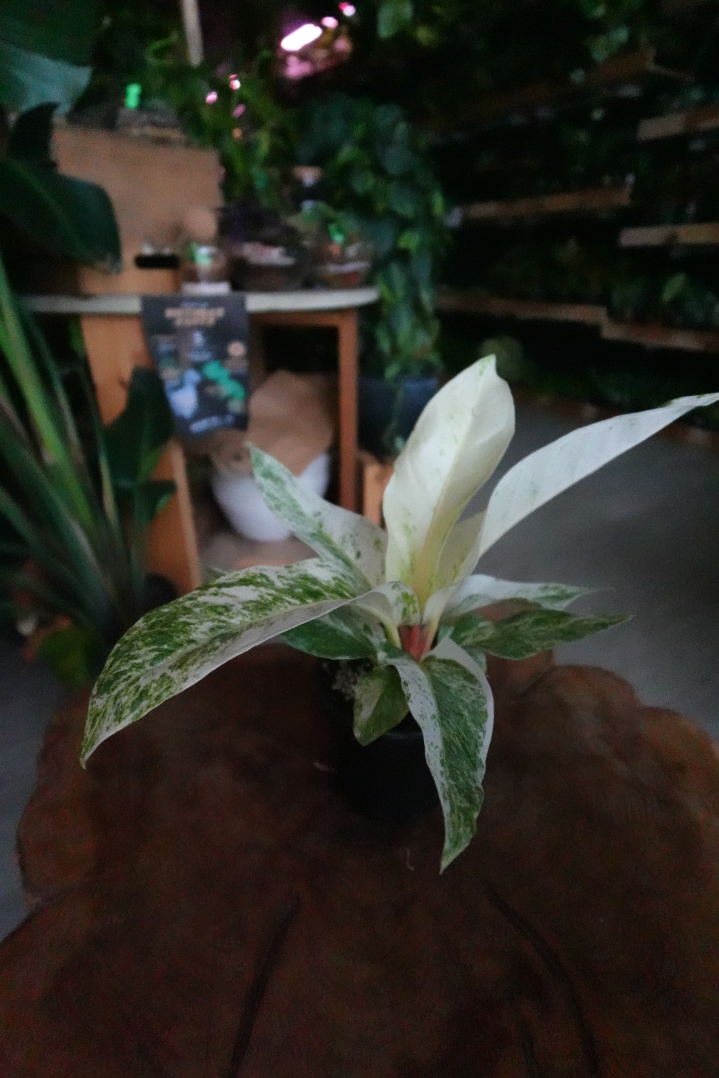 Anthurium Hookeri Variegated 4"