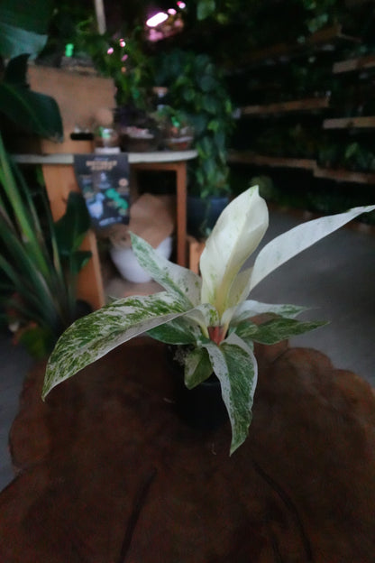 Anthurium Hookeri Variegated 4"