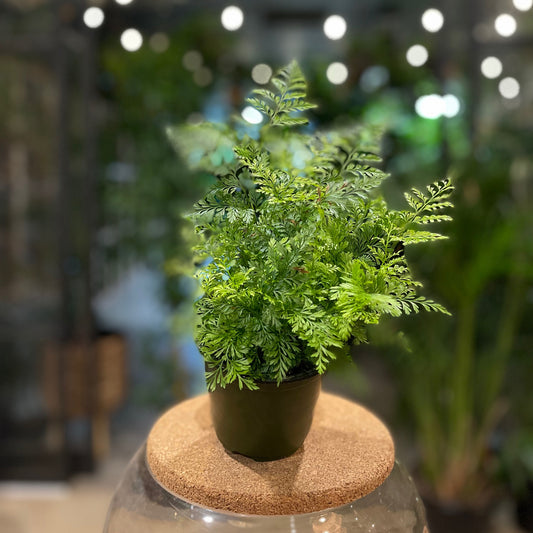 Rabbit Foot Fern 4”