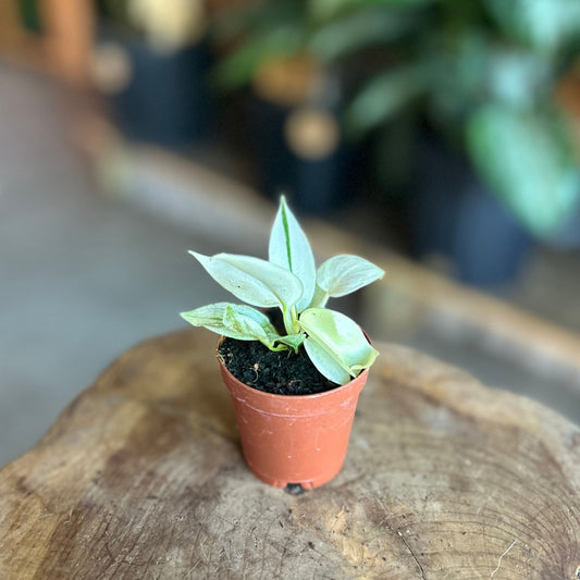 Philodendron Florida Ghost Mint 2”