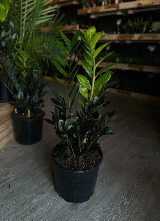 ZZ Plant Super Nova 10"