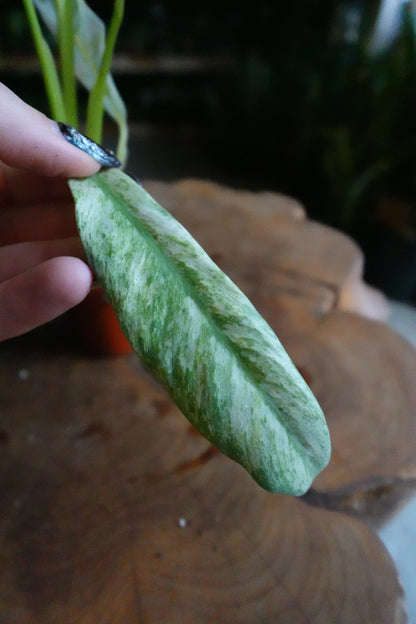 Epipremnum Giganteum Variegated 2"