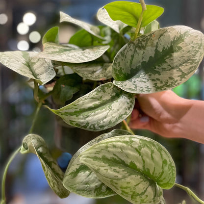 Scindapsus Pictus Exotica 6"