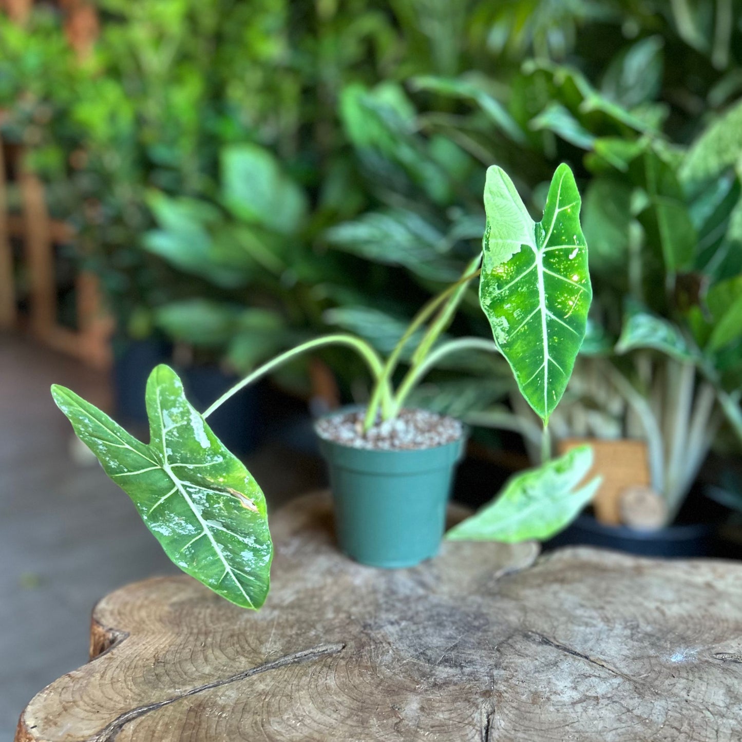 Alocasia Polly Variegated 4"