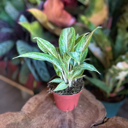 Aglaonema White Rain 4"