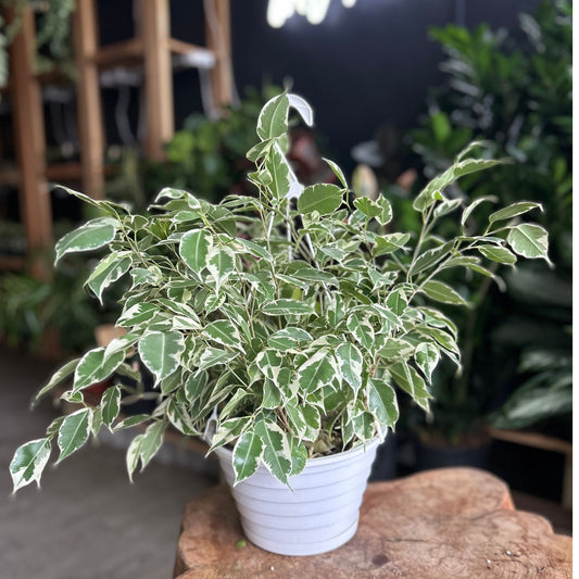 Ficus Benjamina Starlight 8" HB