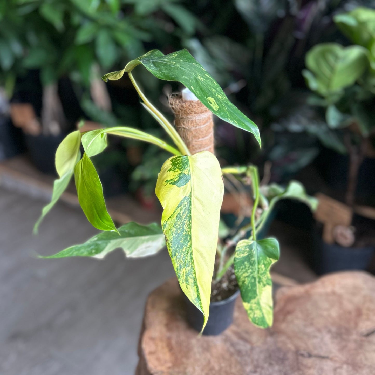 Philodendron Domesticum Var.