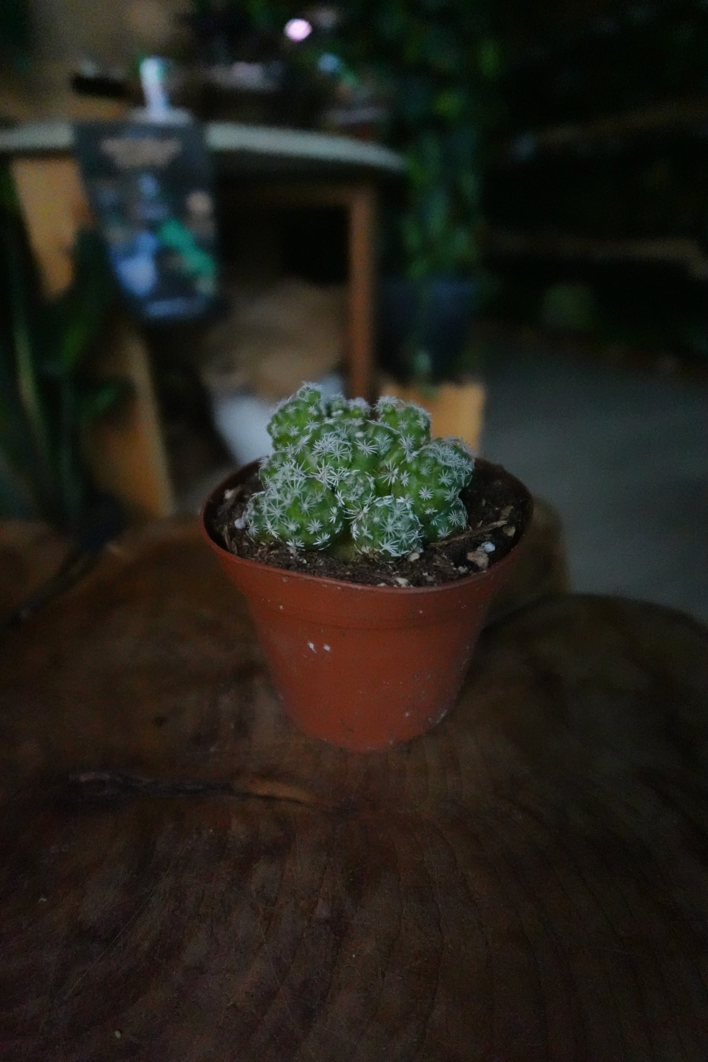Mammillaria Herrerae 3"