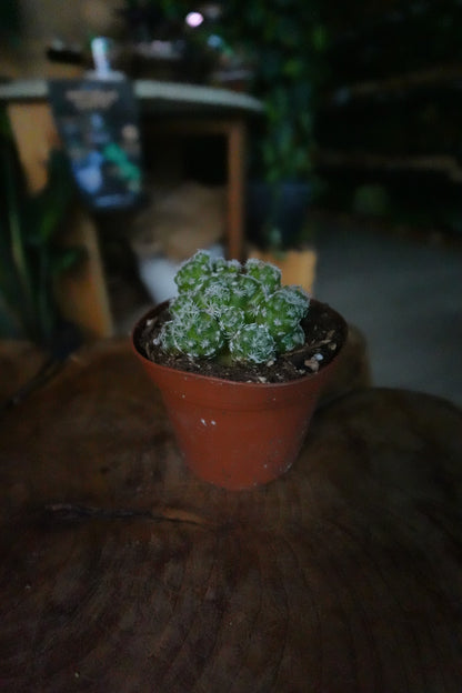 Mammillaria Herrerae 3"