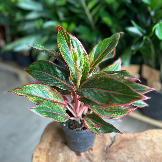 Aglaonema Red Siam 5"