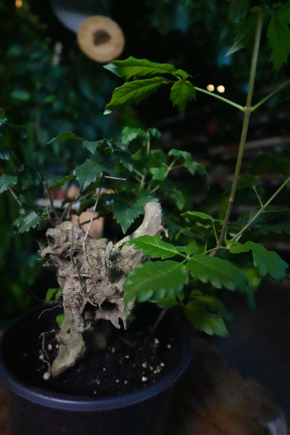 Vitex Negundo 6"