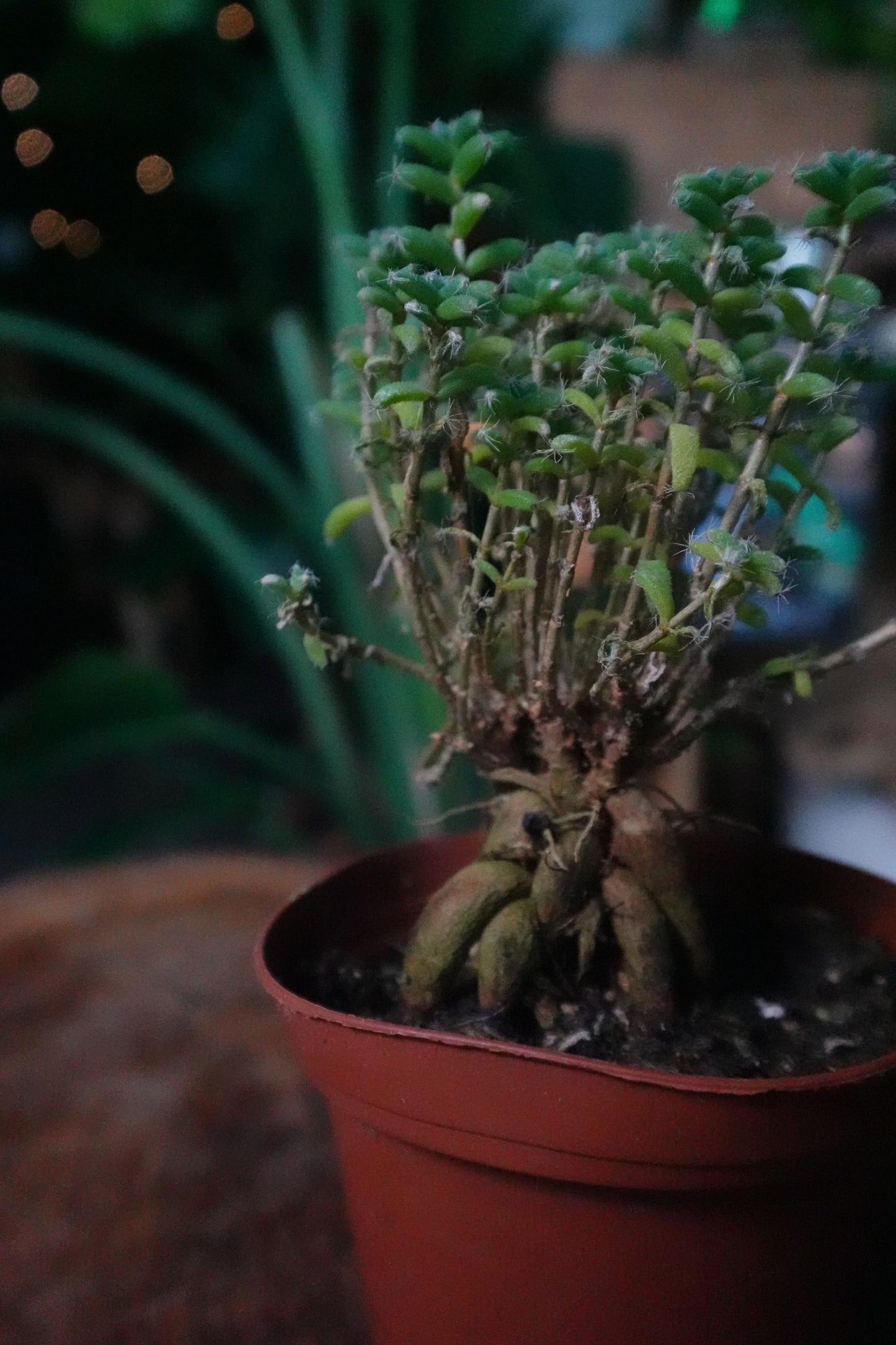 Trichodiadema Bulbosum 3"