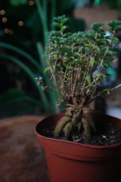 Trichodiadema Bulbosum 3"