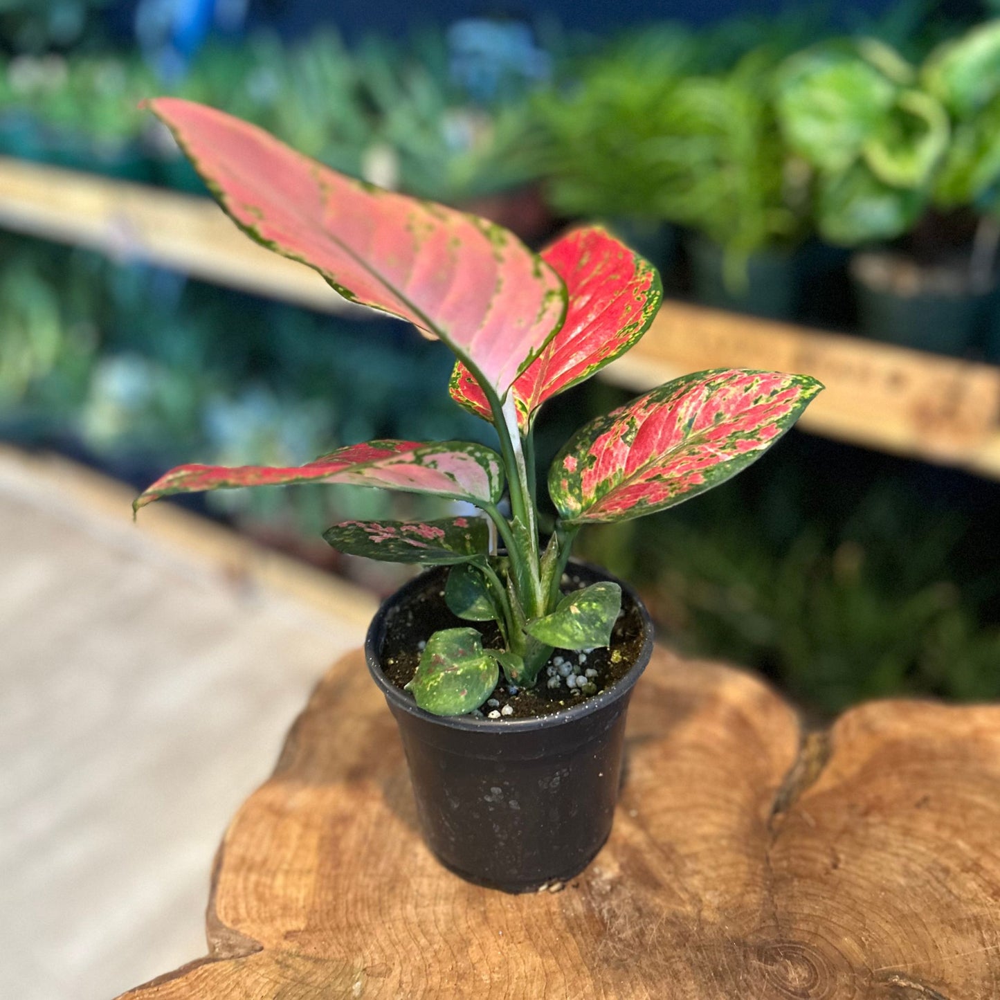 Aglaonema Red Angel 4"