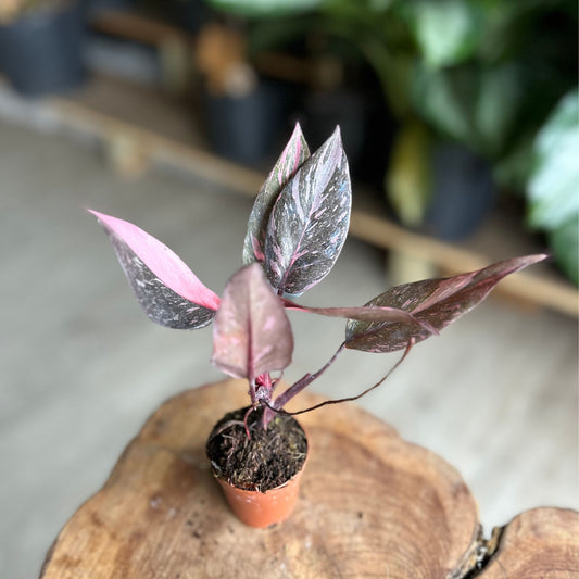Philodendron Pink Princess Marble 2”