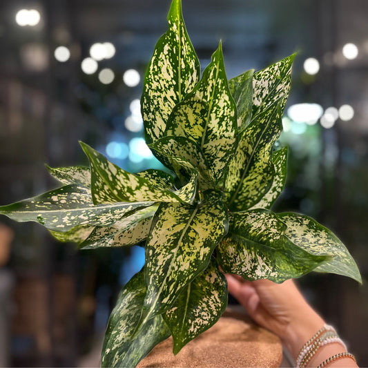 Aglaonema Osaka 4”