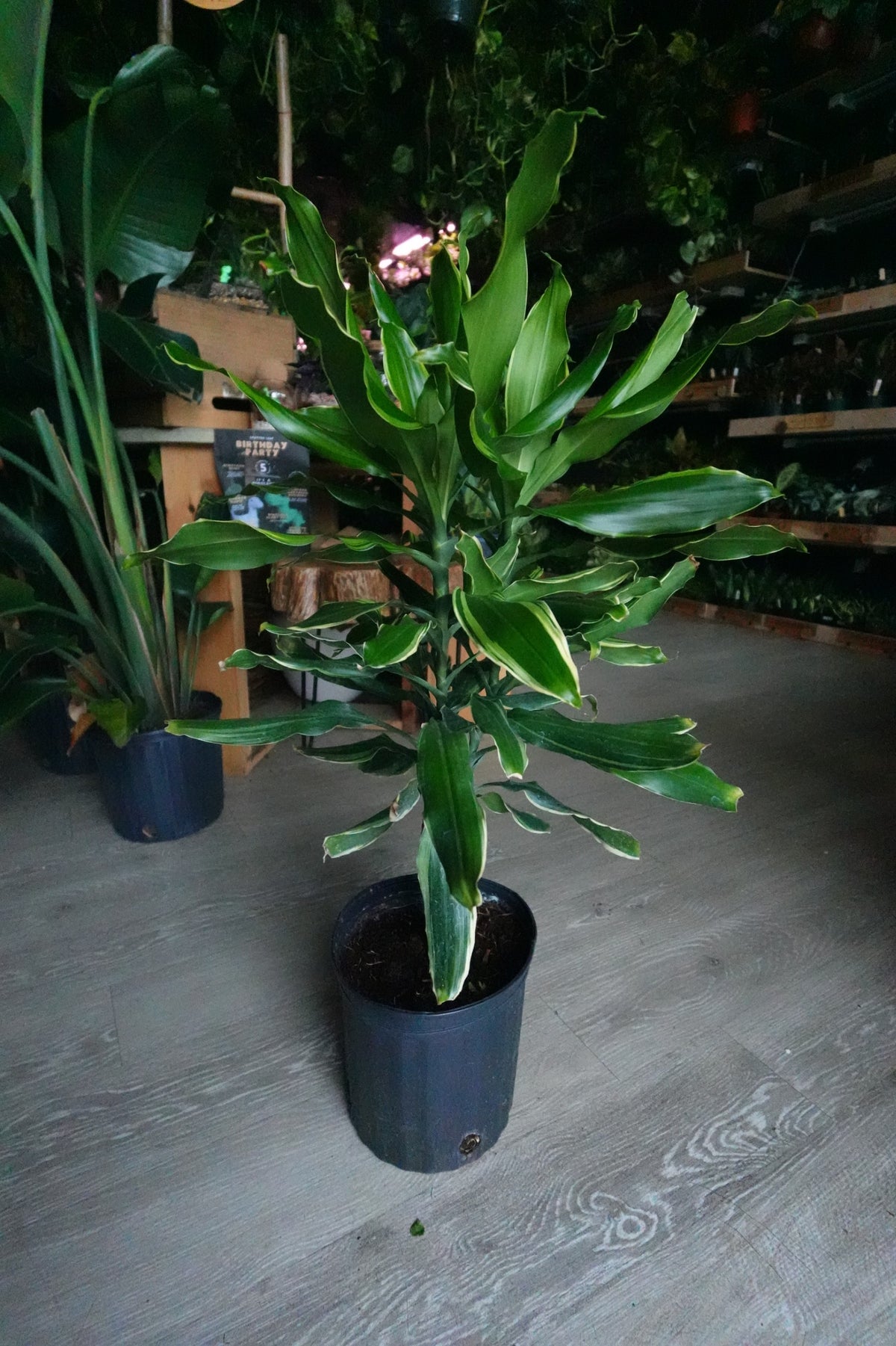 Dracaena Sol 8"