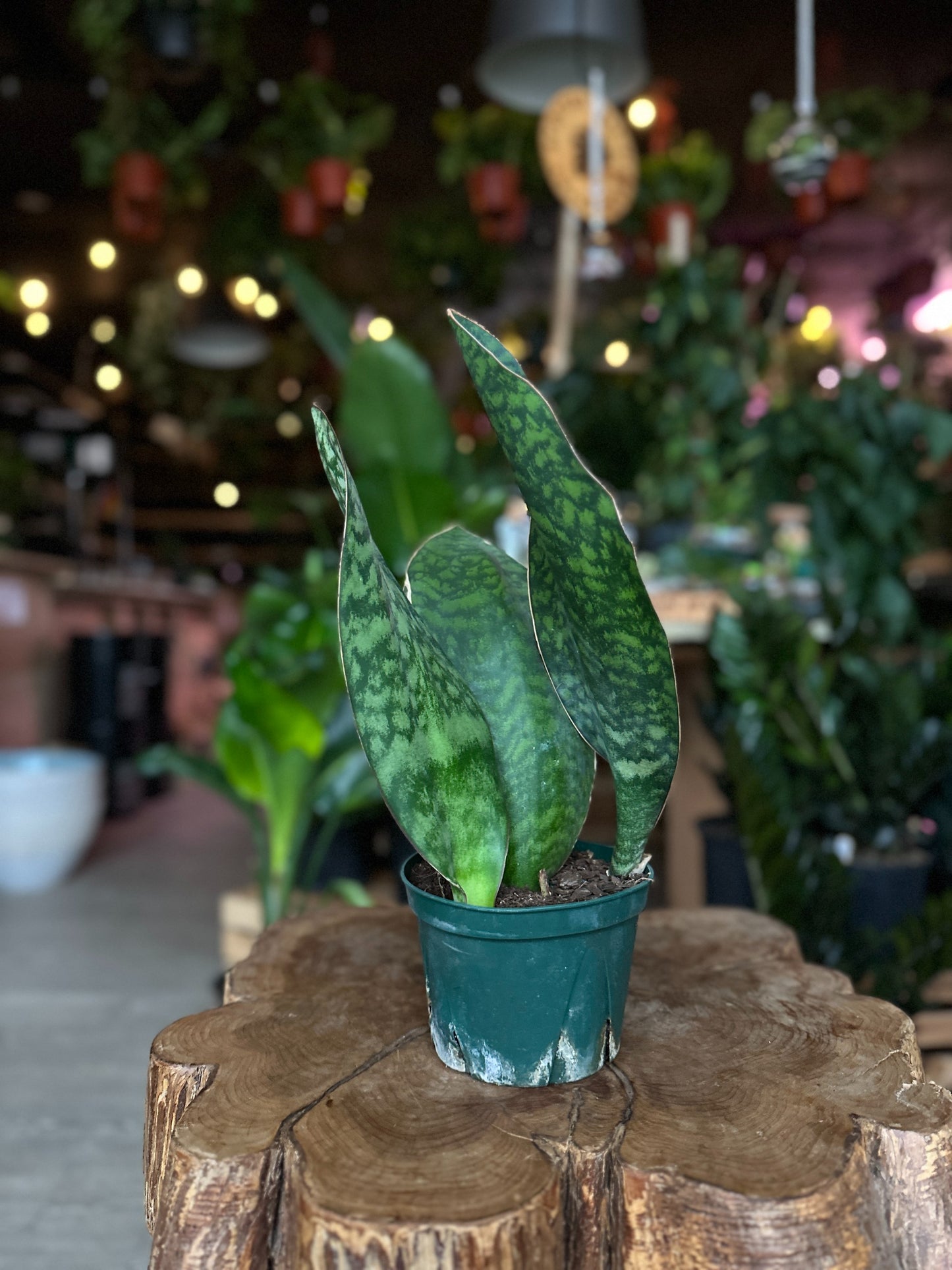 Sanseveria Whale Fin 6"