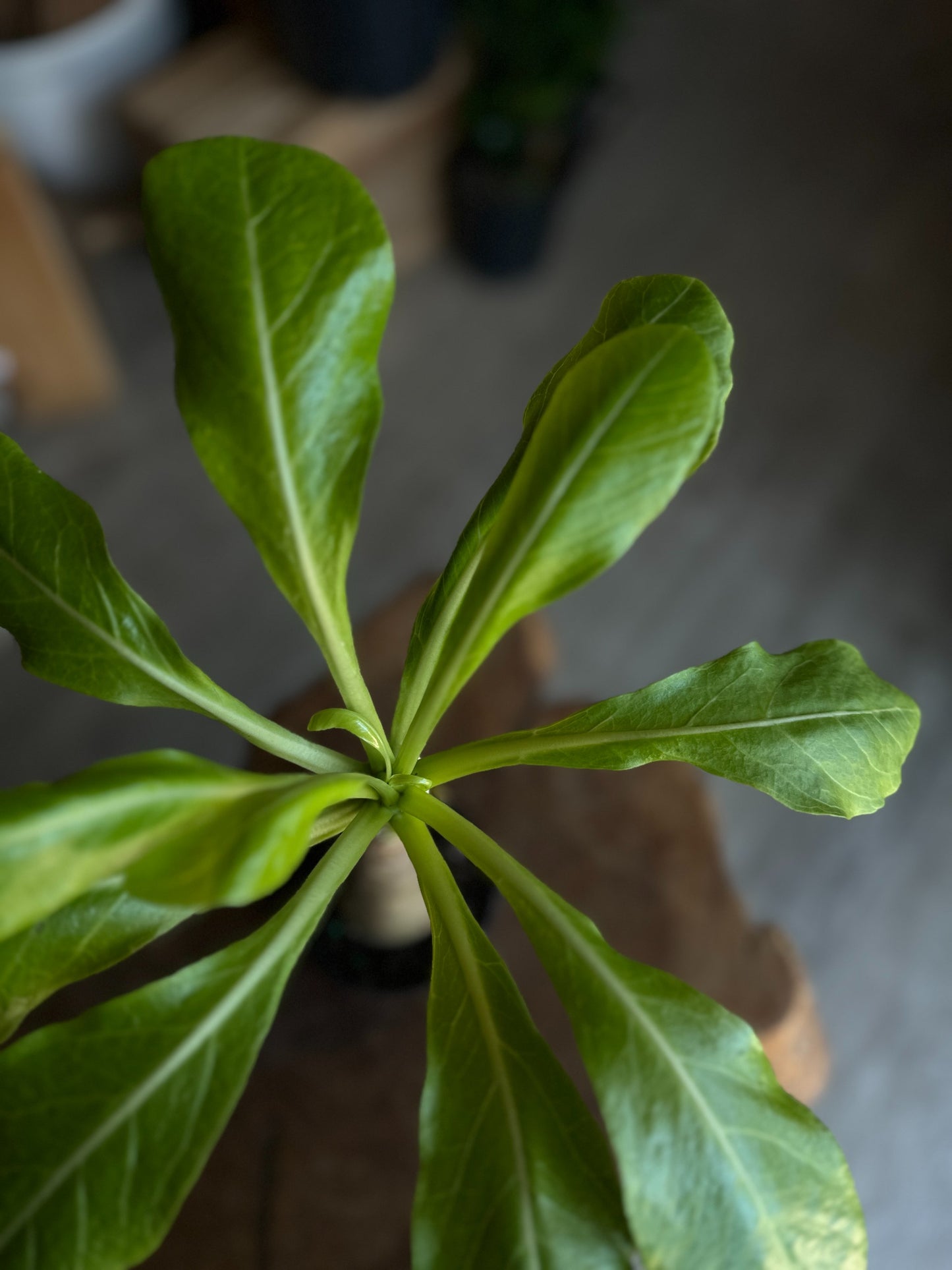 Brighamia Insignis Hawaiian Palm 4"