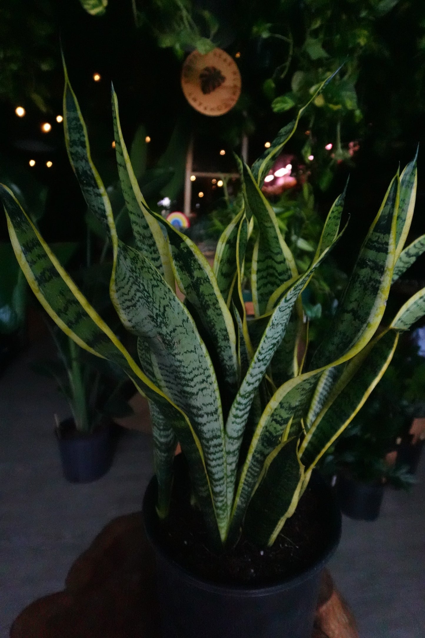 Sansevieria Laurentii (Snake Plant) 8”