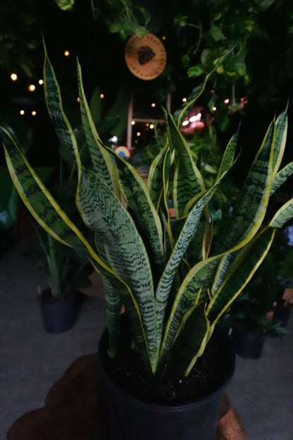 Sansevieria Laurentii (Snake Plant) 8”
