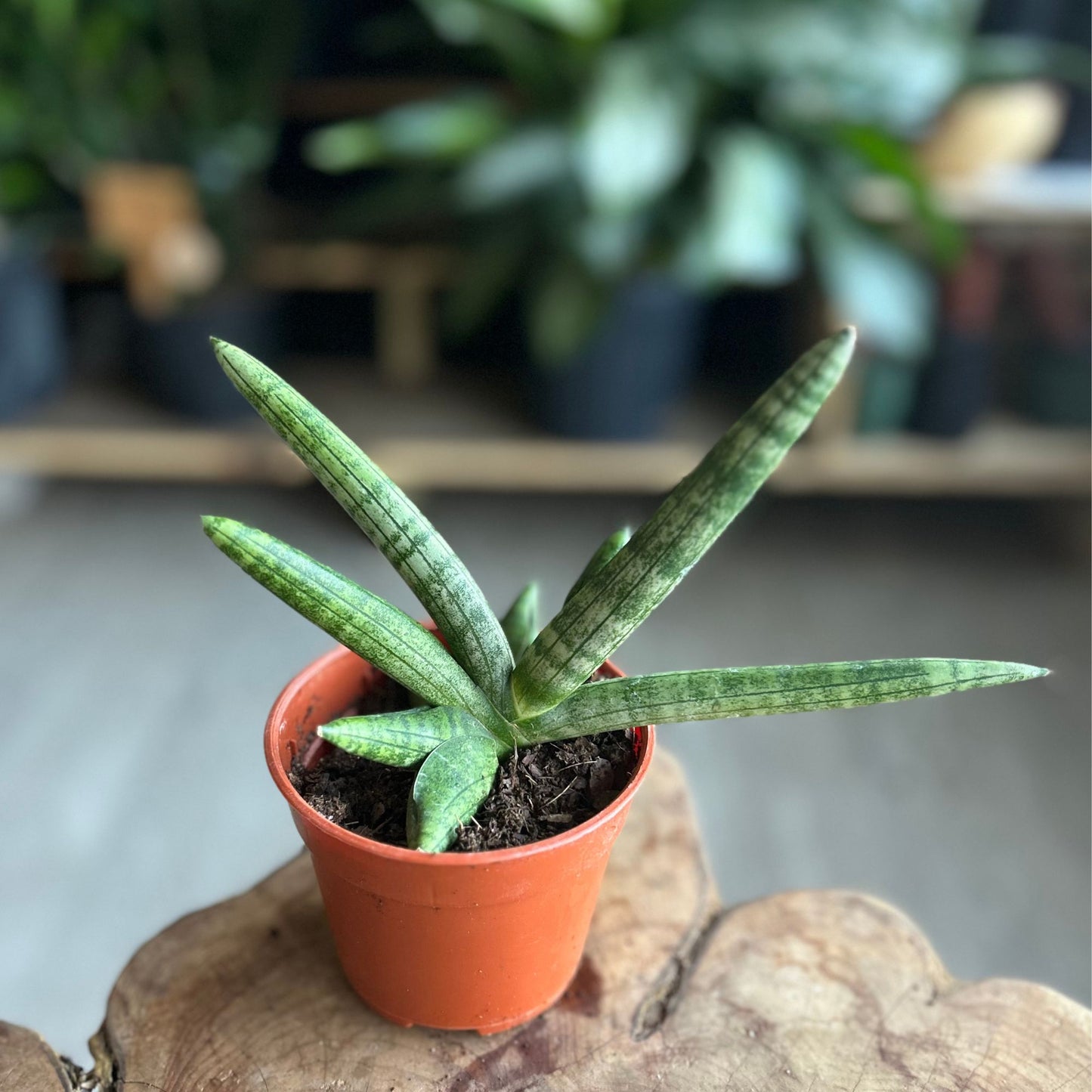 Sansevieria Starfish 4"