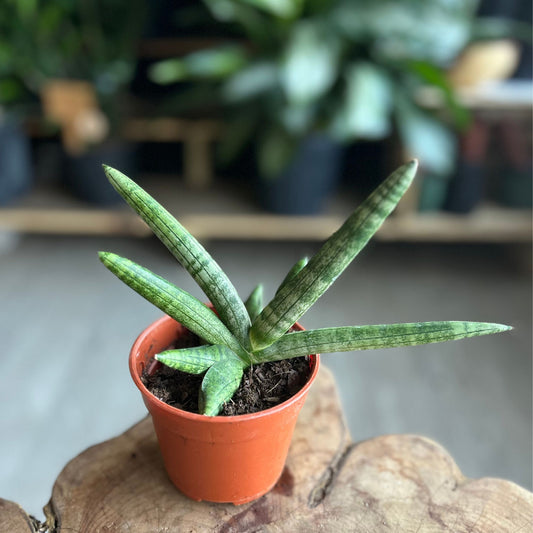Sansevieria Starfish 4"