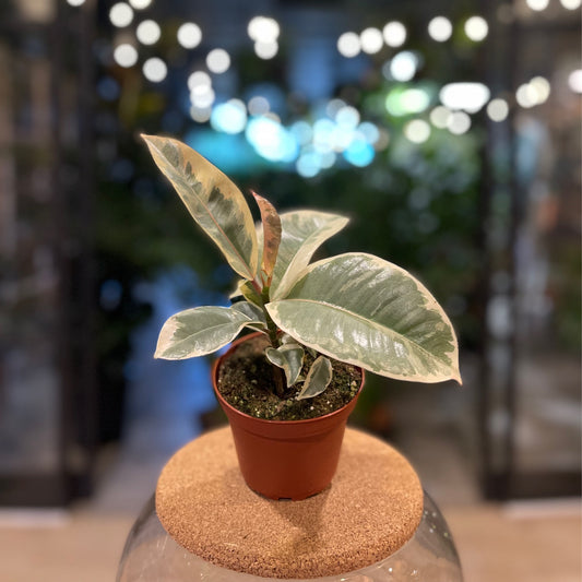 Ficus Tineke 4"
