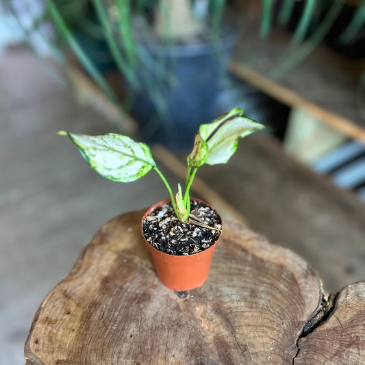 Aglaonema White Rain 2"