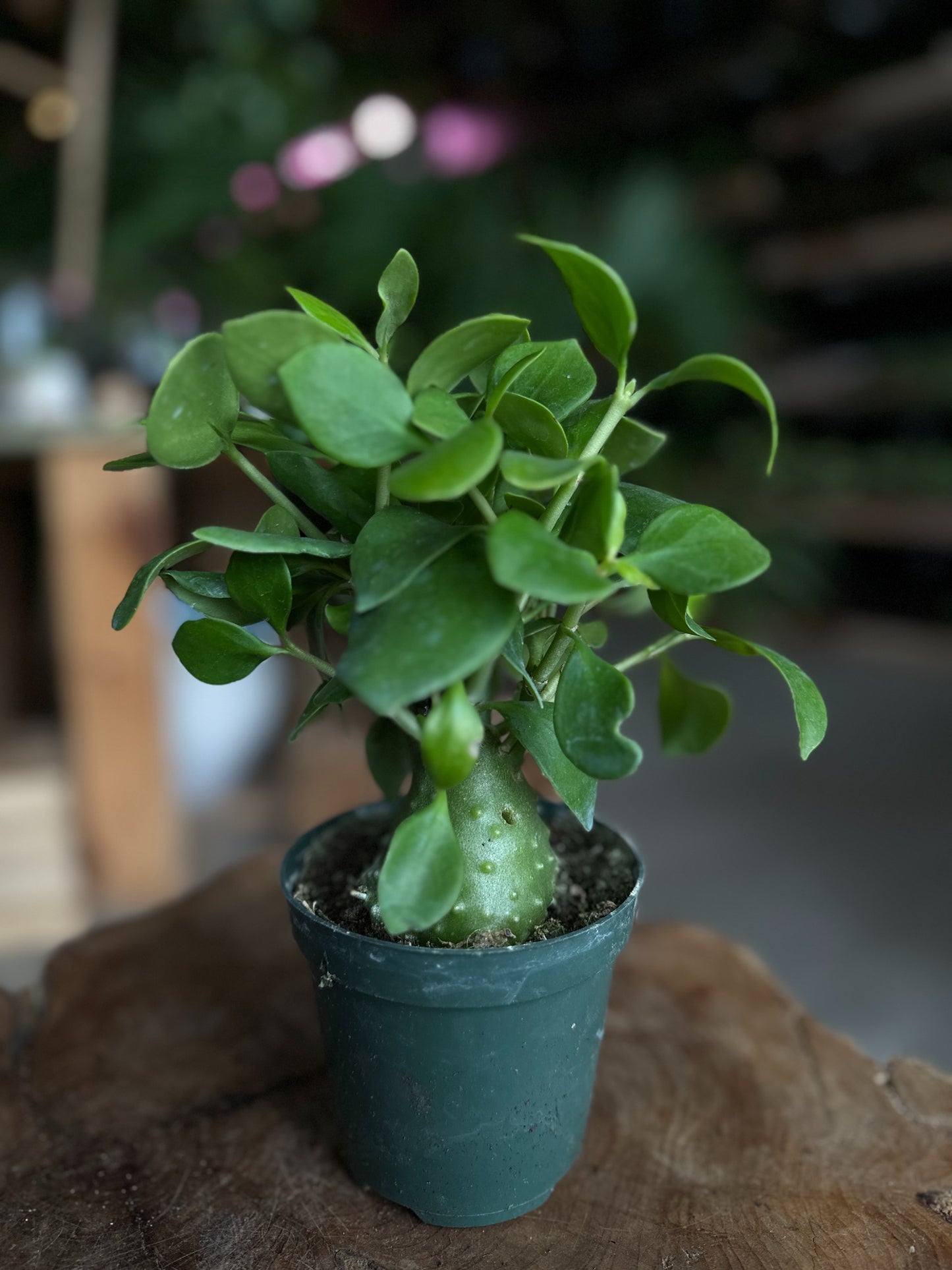 Ant Plant 4"
