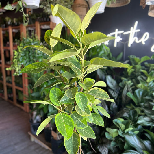 Ficus Altissima 8"