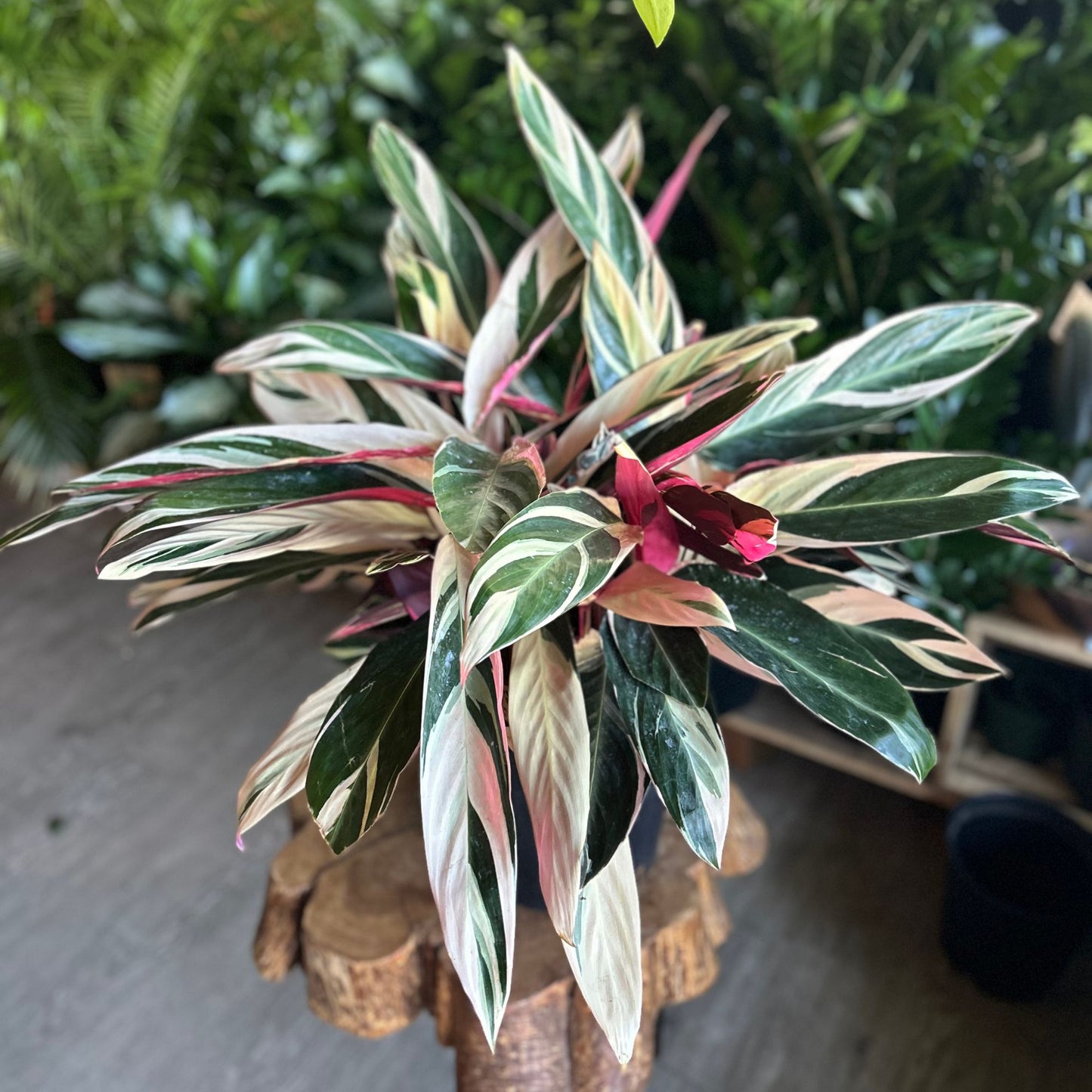 Stromanthe Triostar 10”