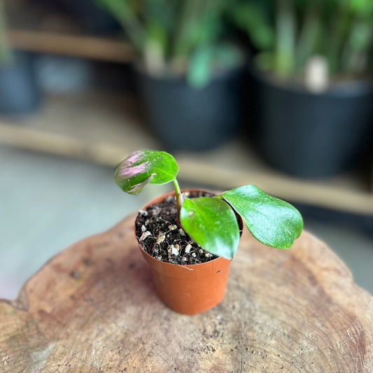 Philodendron White Knight 2”