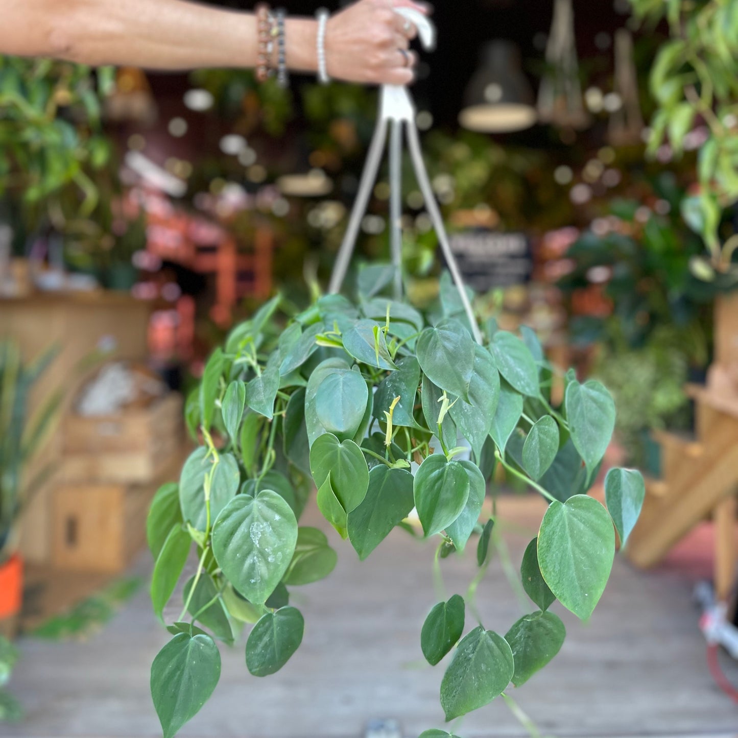 Philodendron Heartleaf 8" HB - Wholesale