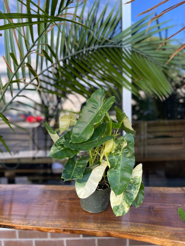 Philodendron Burle Marx Variegated 6”